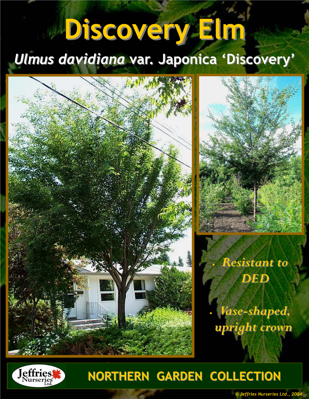 Discovery Elm Ulmus Davidiana