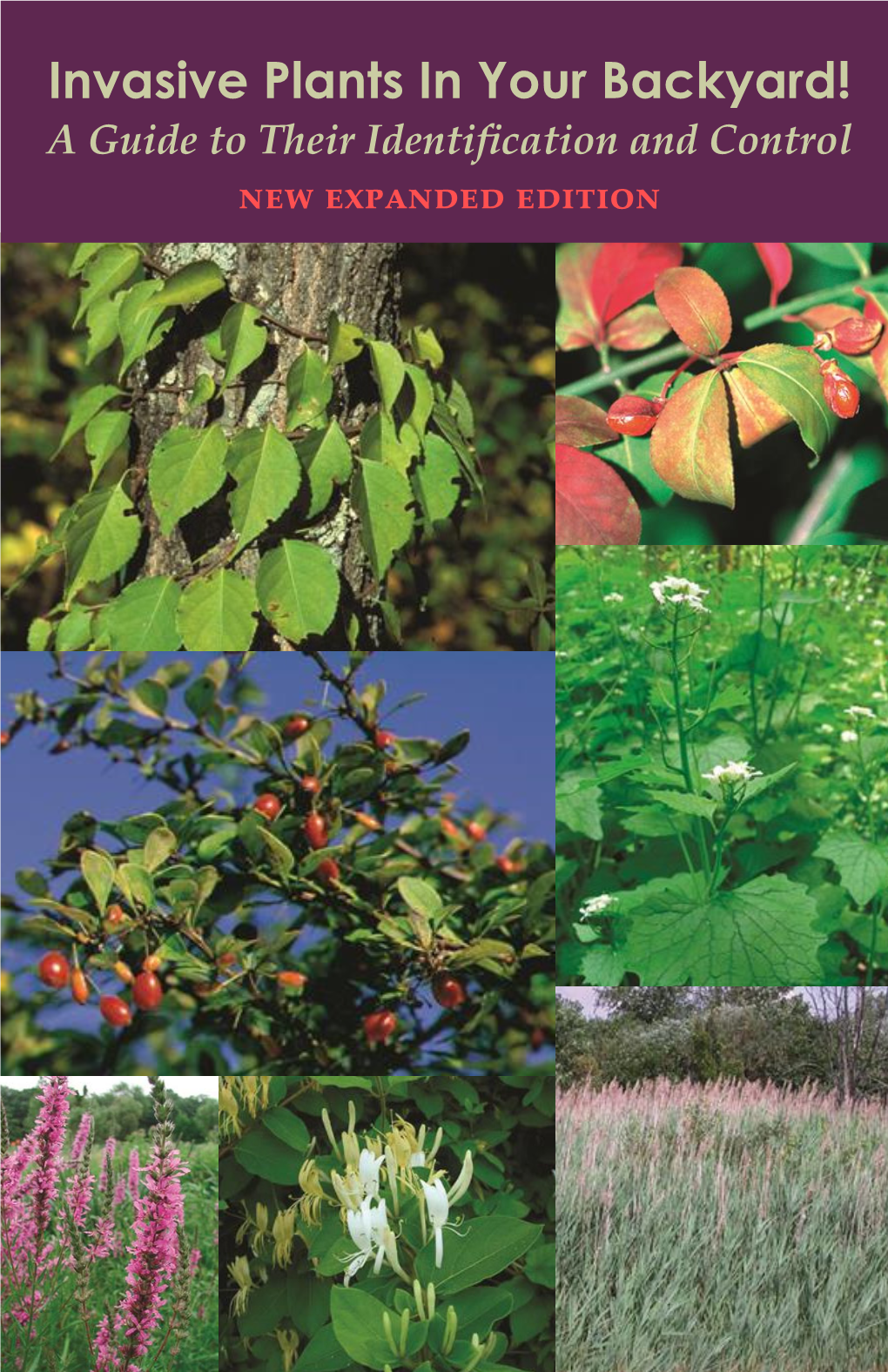 Invasive Plants in Your Backyard!