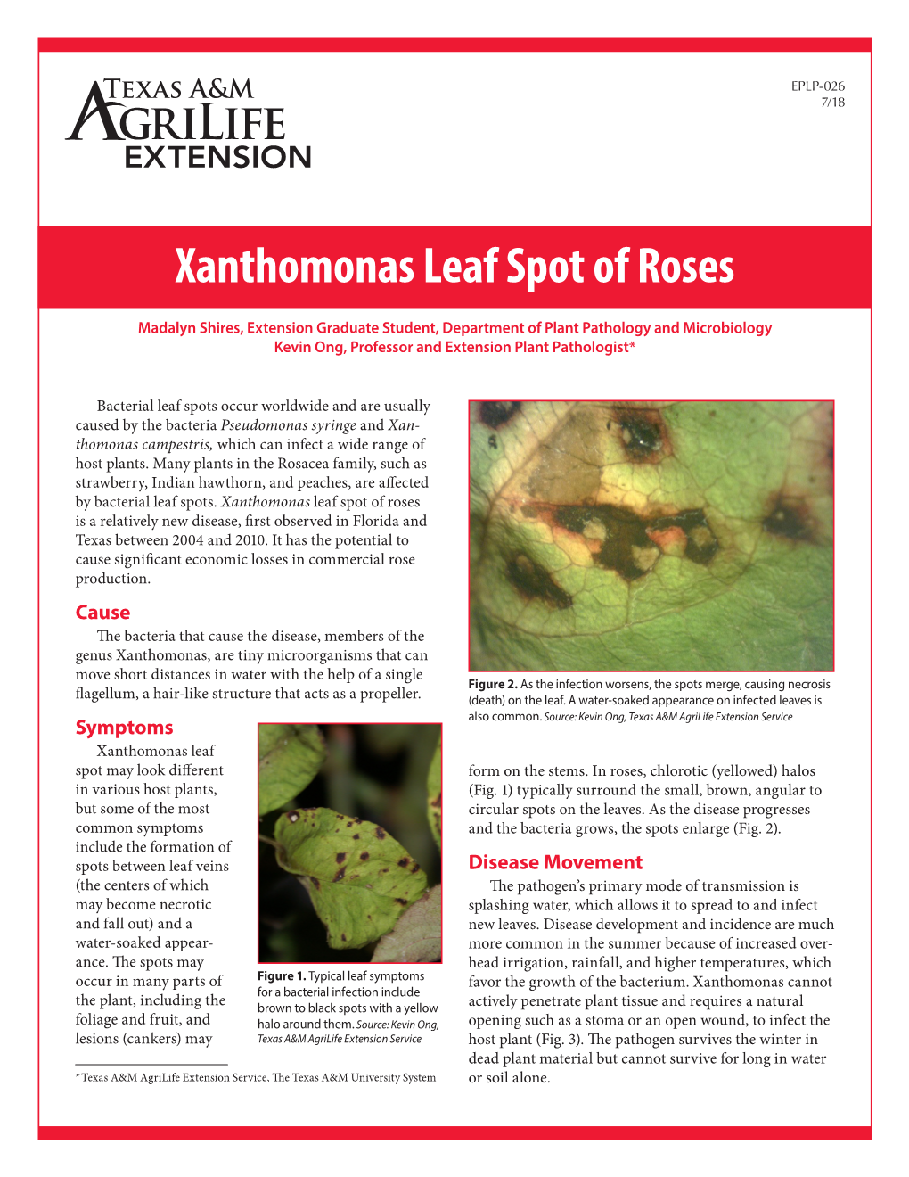 Xanthomonas Leaf Spot of Roses