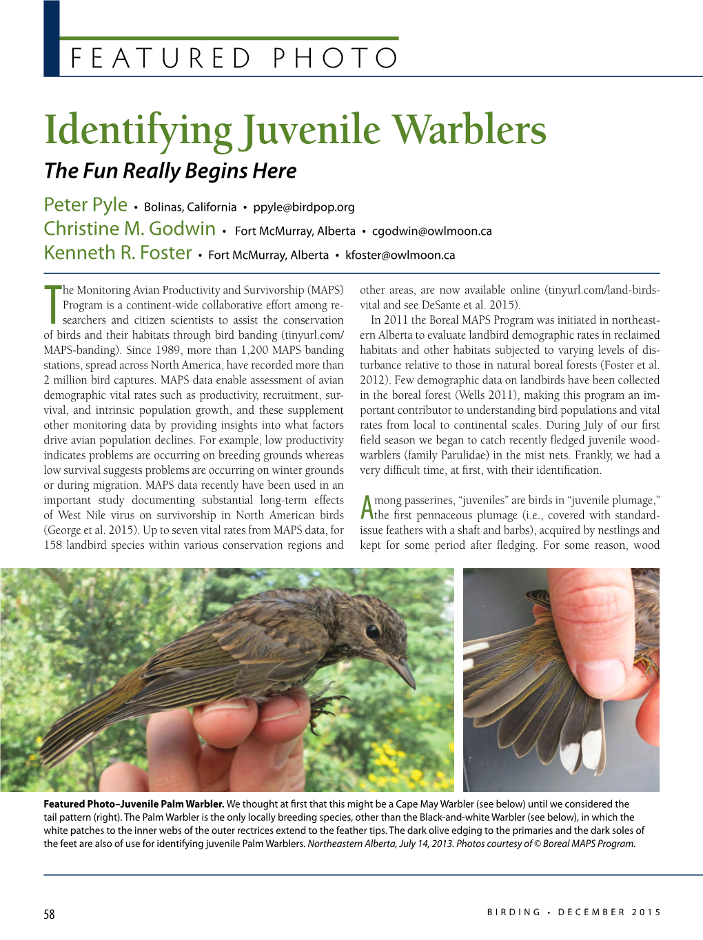 Identifying Juvenile Warblers the Fun Really Begins Here