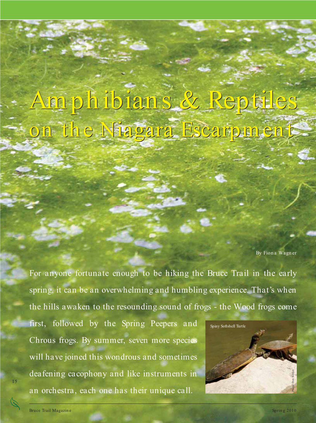 Amphibians & Reptiles