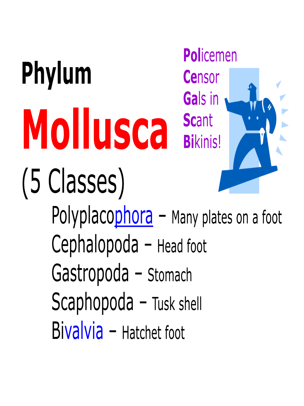 (5 Classes) Polyplacophora – Many Plates on a Foot Cephalopoda – Head Foot Gastropoda – Stomach Scaphopoda – Tusk Shell Bivalvia – Hatchet Foot