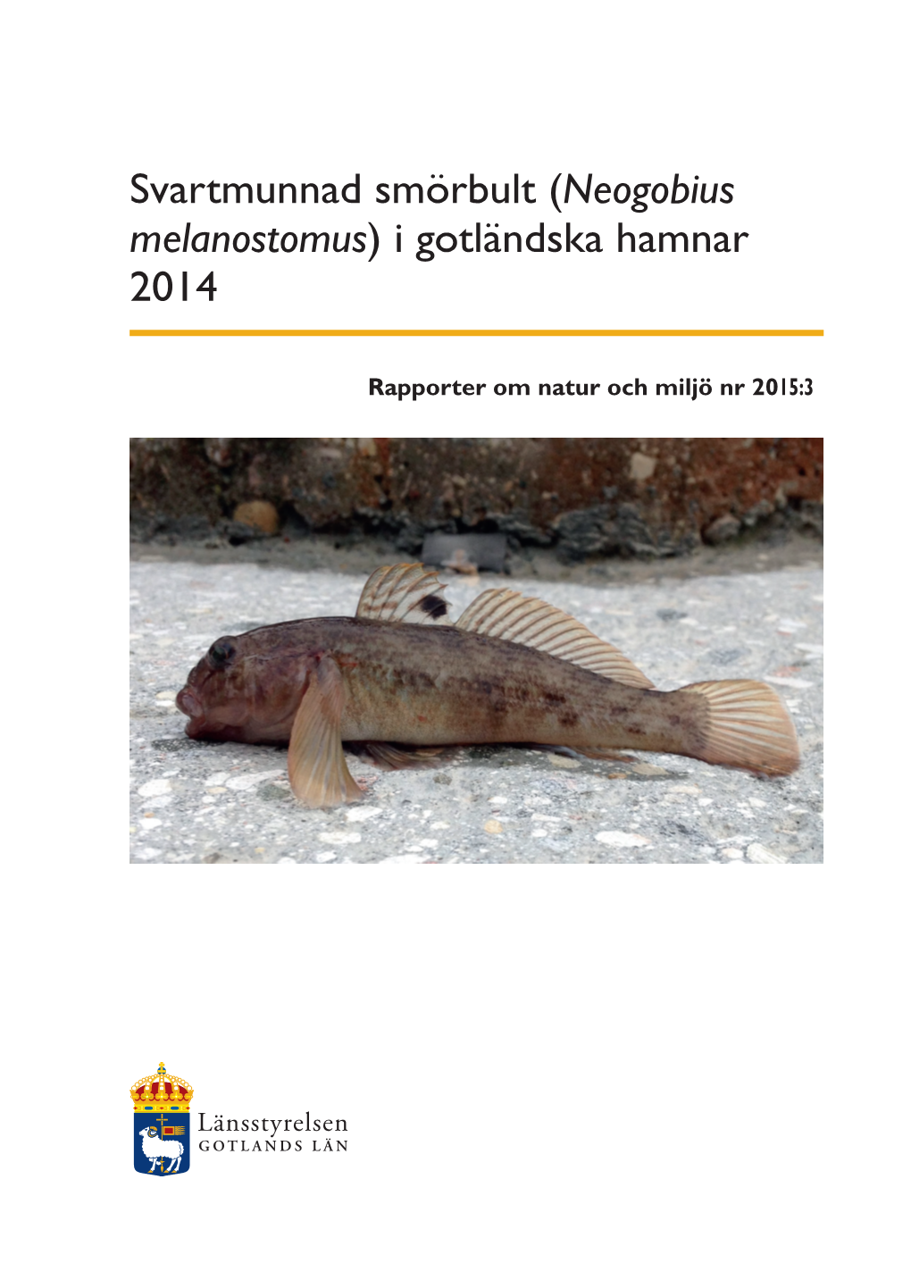 Svartmunnad Smörbult (Neogobius Melanostomus) I Gotländska Hamnar 2014