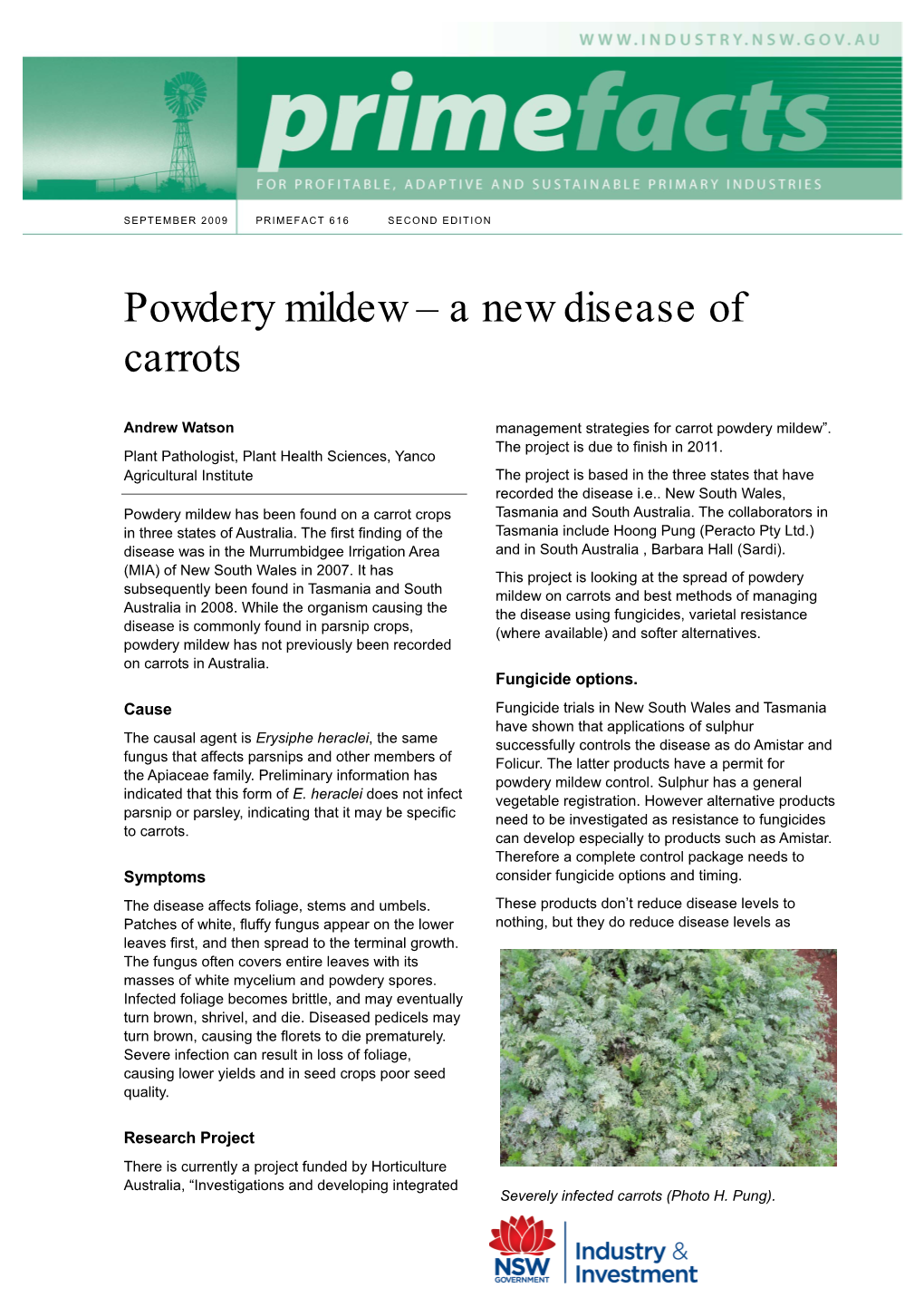 Powdery Mildew – a New Disease of Carrots