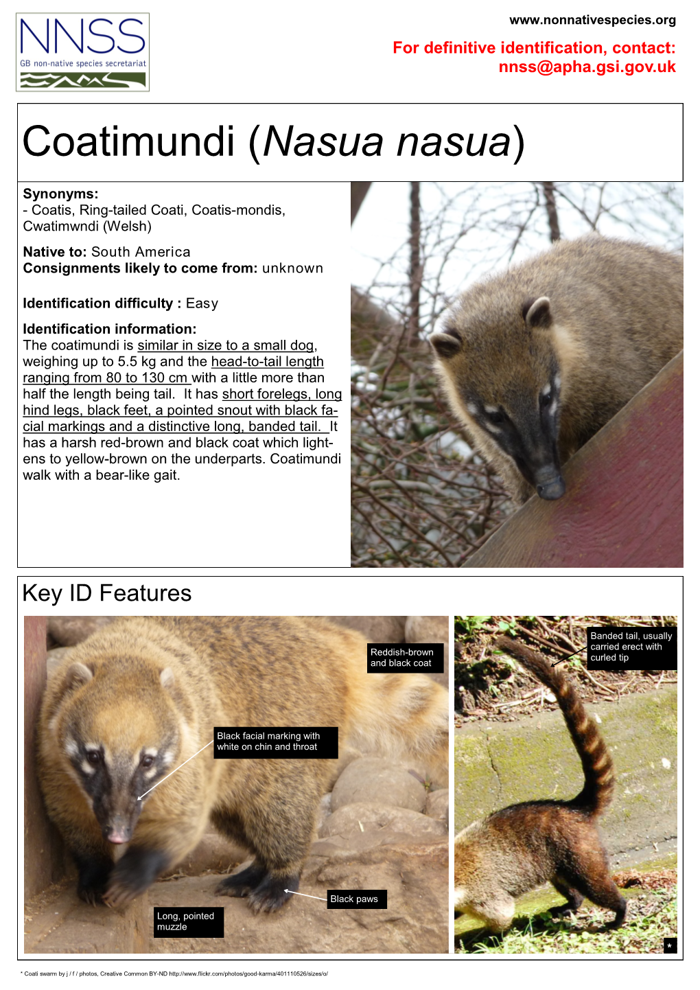 Coatimundi (Nasua Nasua)