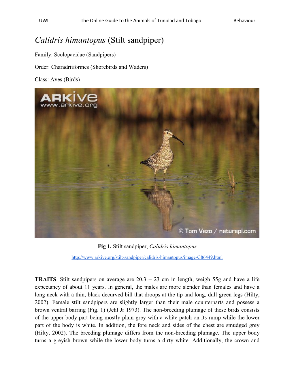 Calidris Himantopus (Stilt Sandpiper)