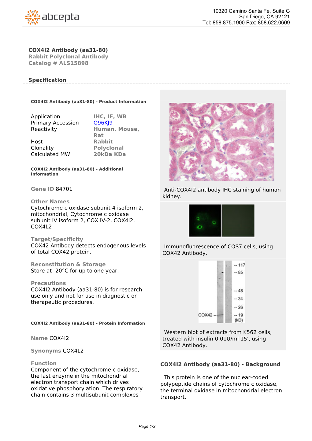 COX4I2 Antibody (Aa31-80) Rabbit Polyclonal Antibody Catalog # ALS15898