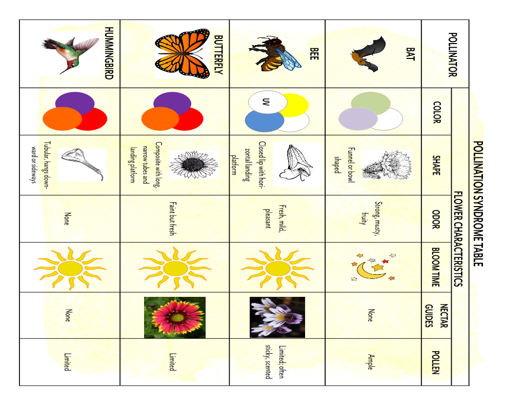 Pollination Syndrome Table Pollinator Flower Characteristics Nectar Color Shape Odor Bloom Time Pollen Guides Bat