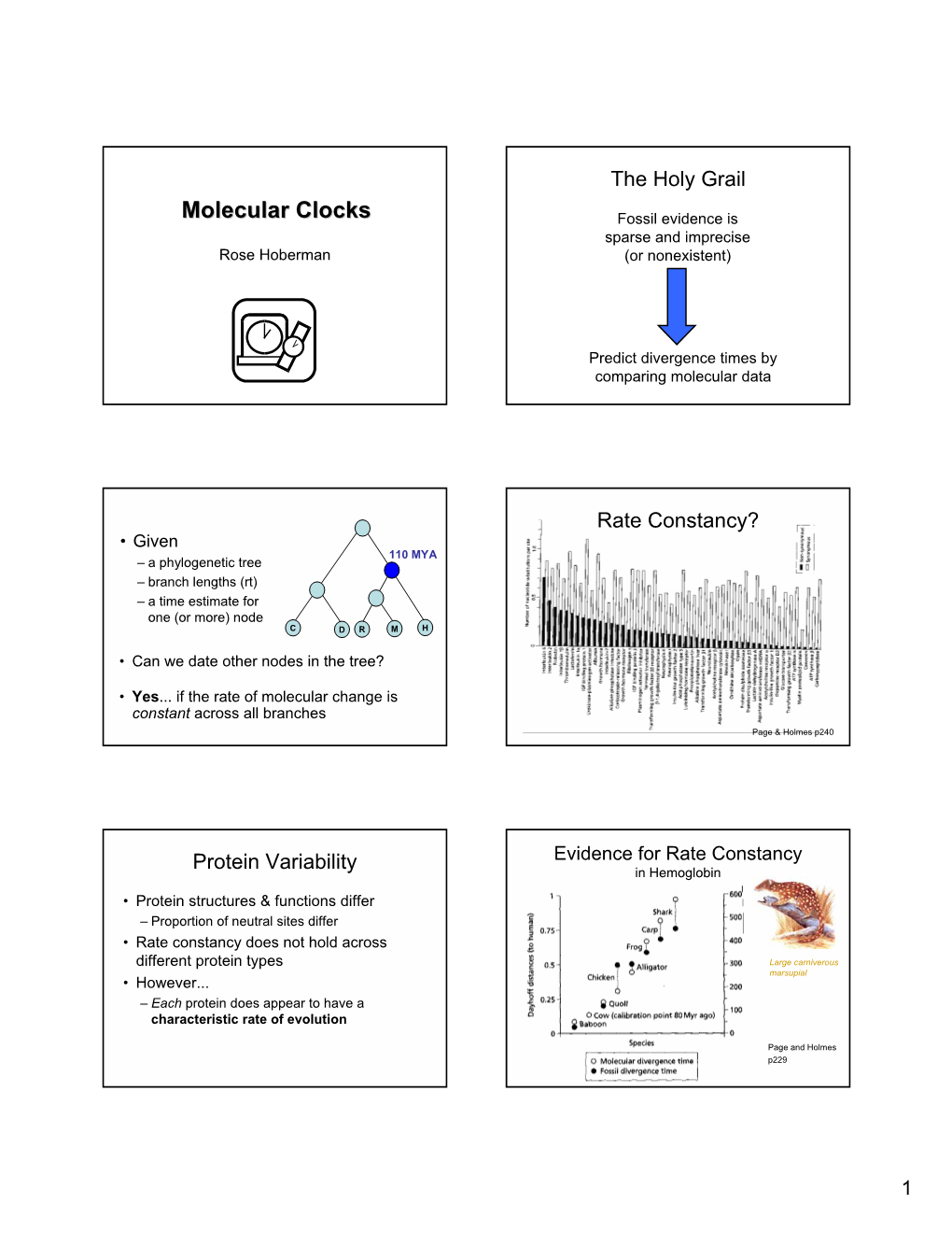 Molecular Clocks Fossil Evidence Is Sparse and Imprecise Rose Hoberman (Or Nonexistent)