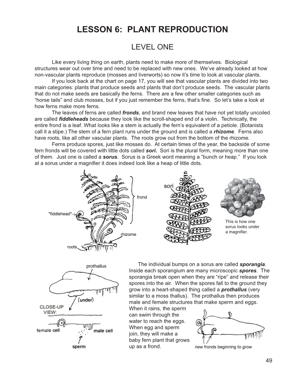 Lesson 6: Plant Reproduction