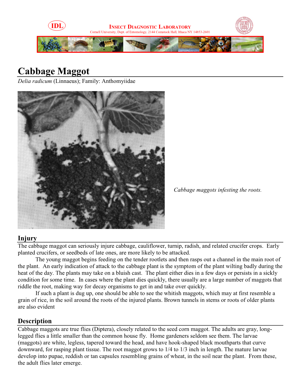 Cabbage Maggot Delia Radicum (Linnaeus); Family: Anthomyiidae