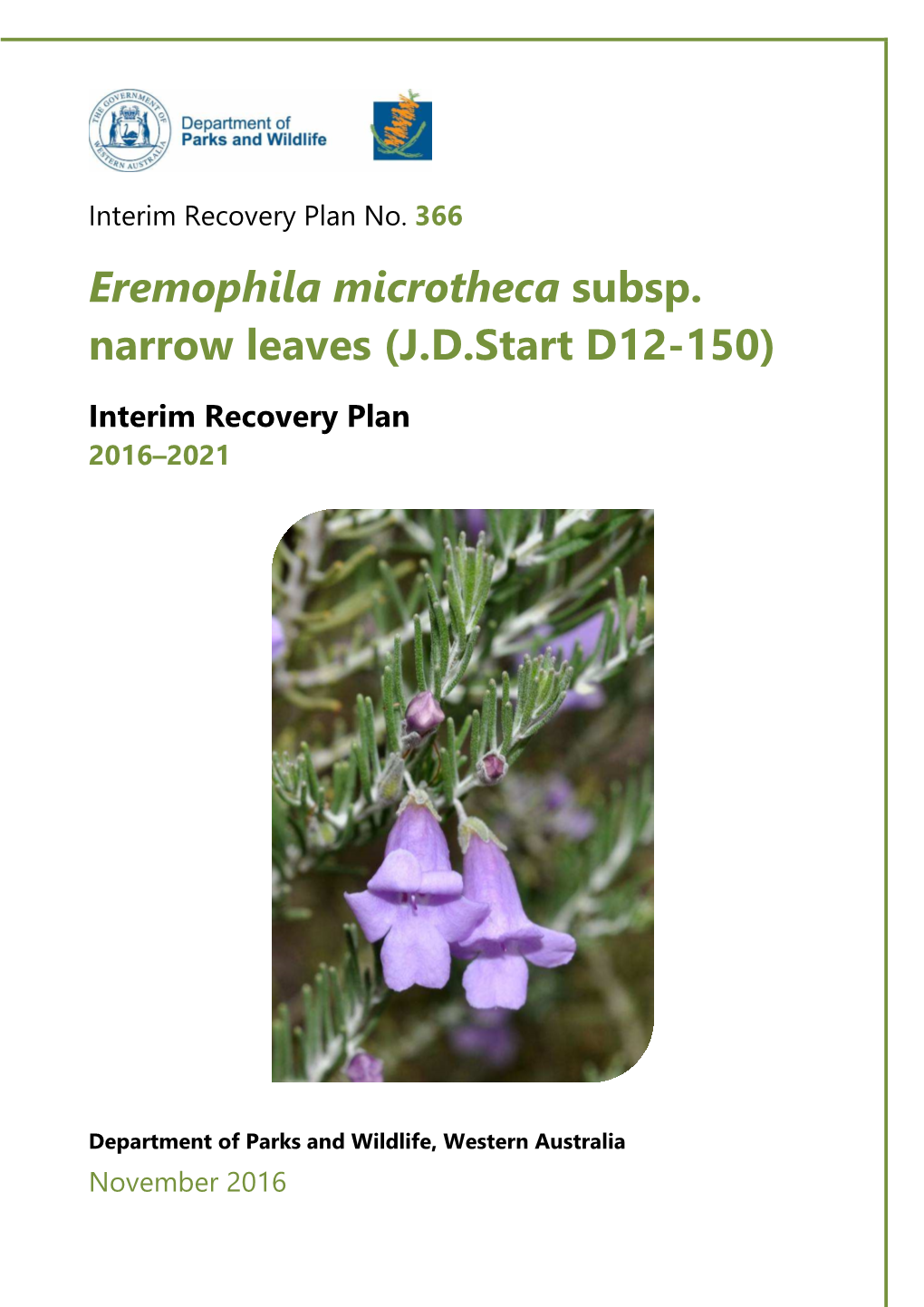 Eremophila Microtheca Subsp. Narrow Leaves (J.D.Start D12-150)