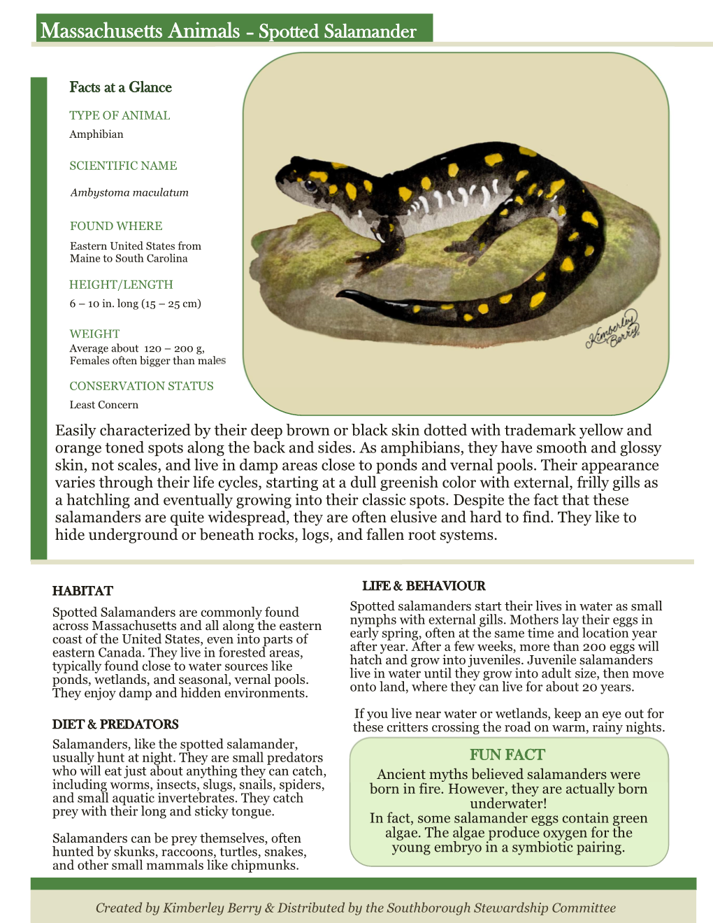 Massachusetts Animals – Spotted Salamander