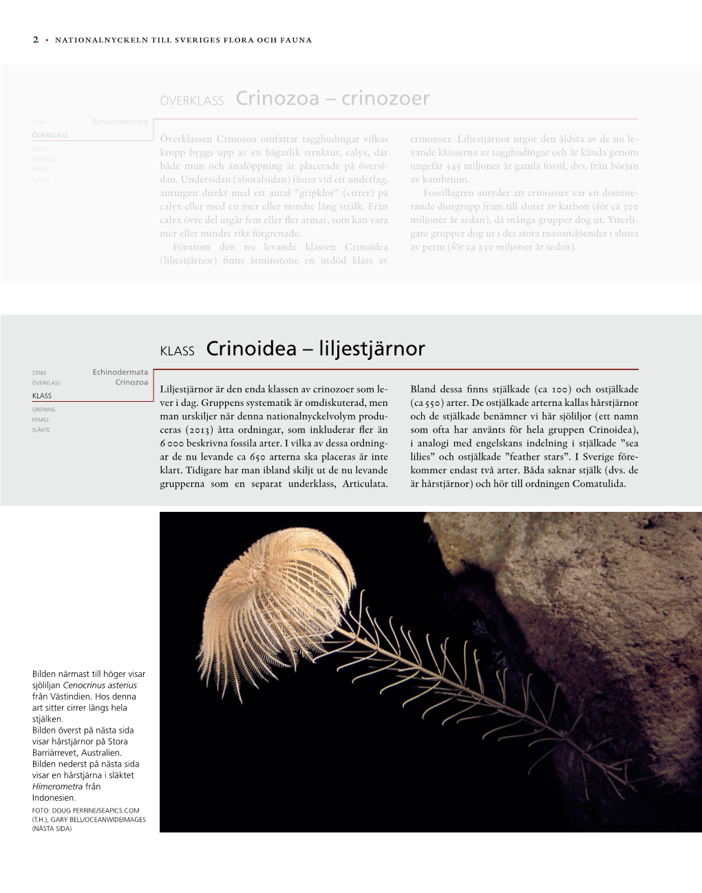 Överklass Crinozoa – Crinozoer KLASS Crinoidea – Liljestjärnor