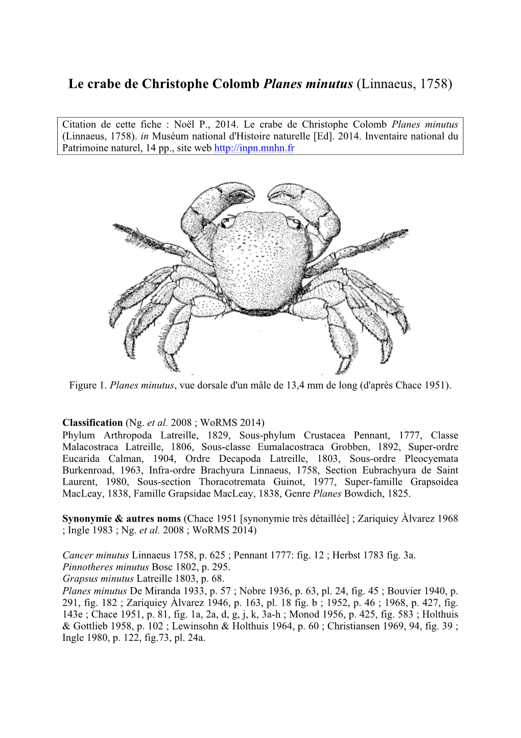 Le Crabe De Christophe Colomb Planes Minutus (Linnaeus, 1758)