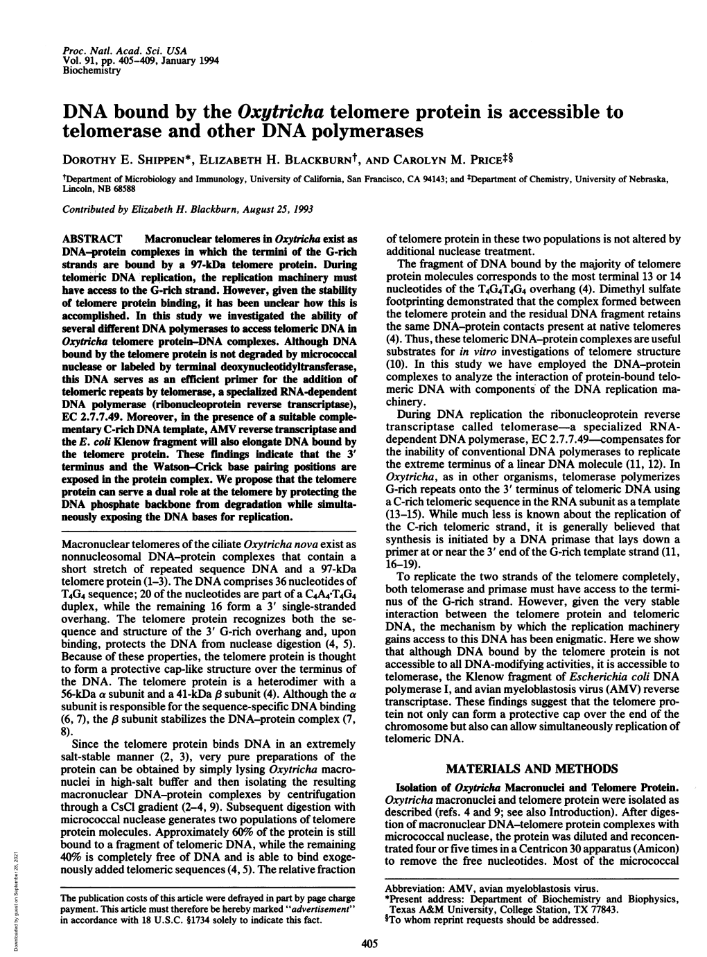 DNA Bound by the Oxytricha Telomere Protein Is Accessible to Telomerase and Other DNA Polymerases DOROTHY E