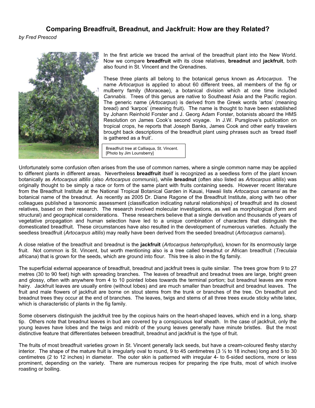 Breadfruit, Breadnut, and Jackfruit: How Are They Related? by Fred Prescod