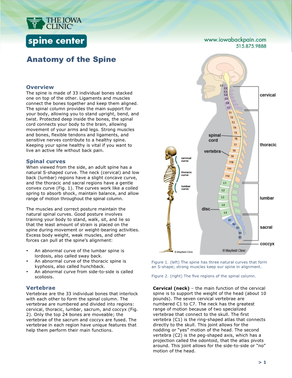 Anatomy of the Spine