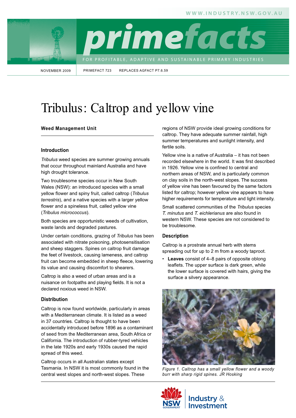 Tribulus: Caltrop and Yellow Vine