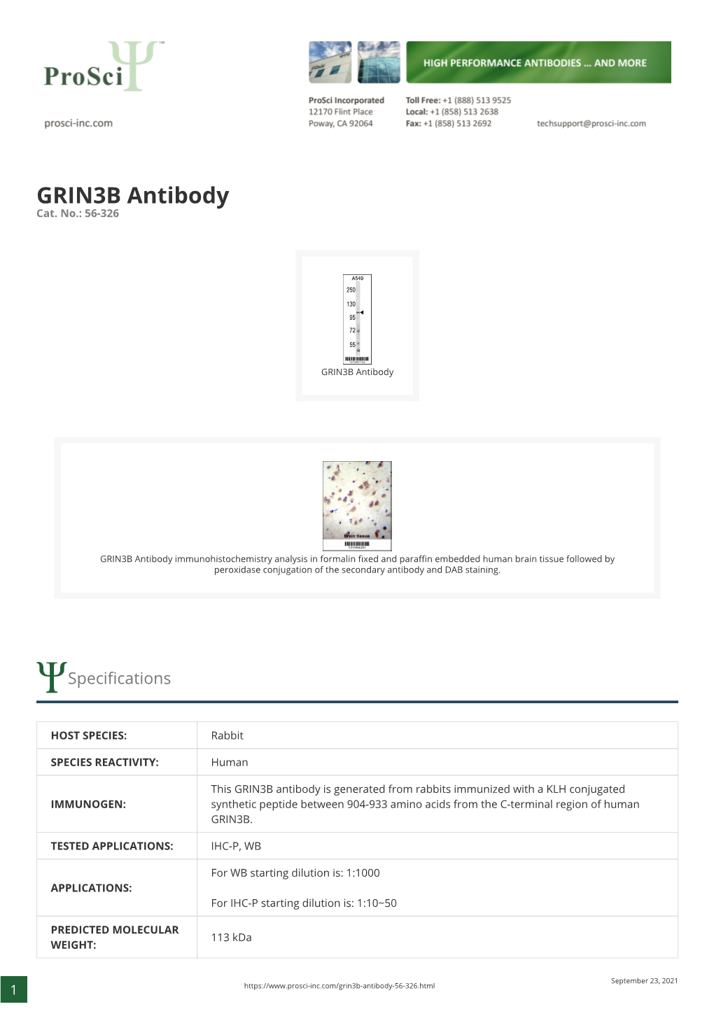 GRIN3B Antibody Cat