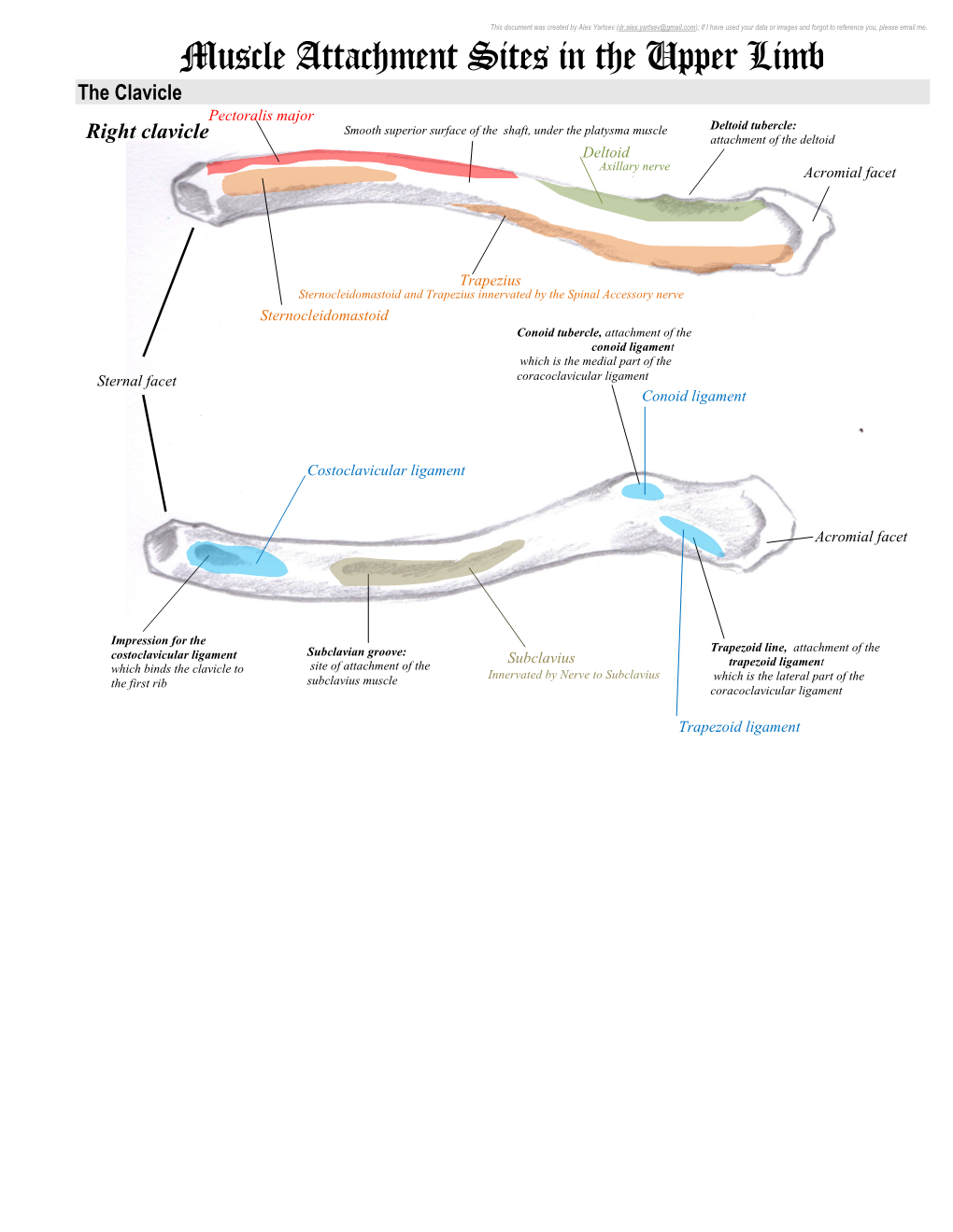 Muscle Attachment Sites in the Upper Limb