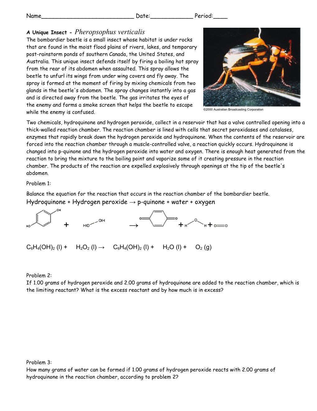 A Unique Insect - Pheropsophus Verticalis the Bombardier Beetle Is a Small Insect Whose