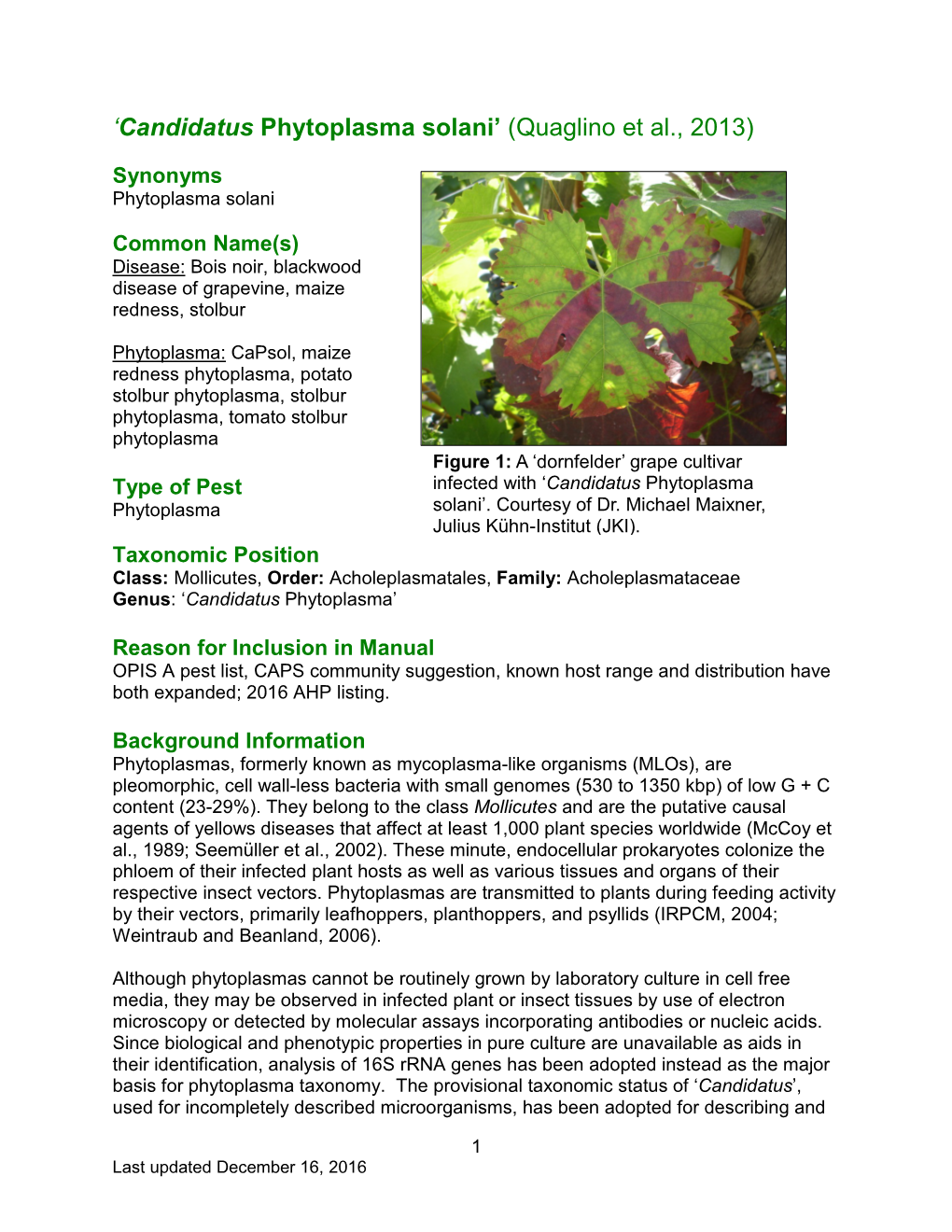 'Candidatus Phytoplasma Solani' (Quaglino Et Al., 2013)