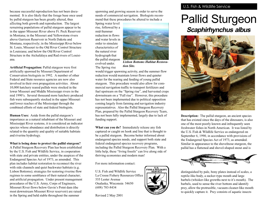 Pallid Sturgeon Has Been Greatly Altered, Thus Mend That These Procedures Be Altered to Include a Affecting Both Growth and Reproduction