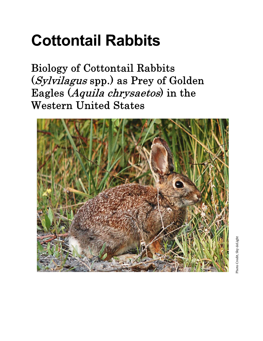 Cottontail Rabbits