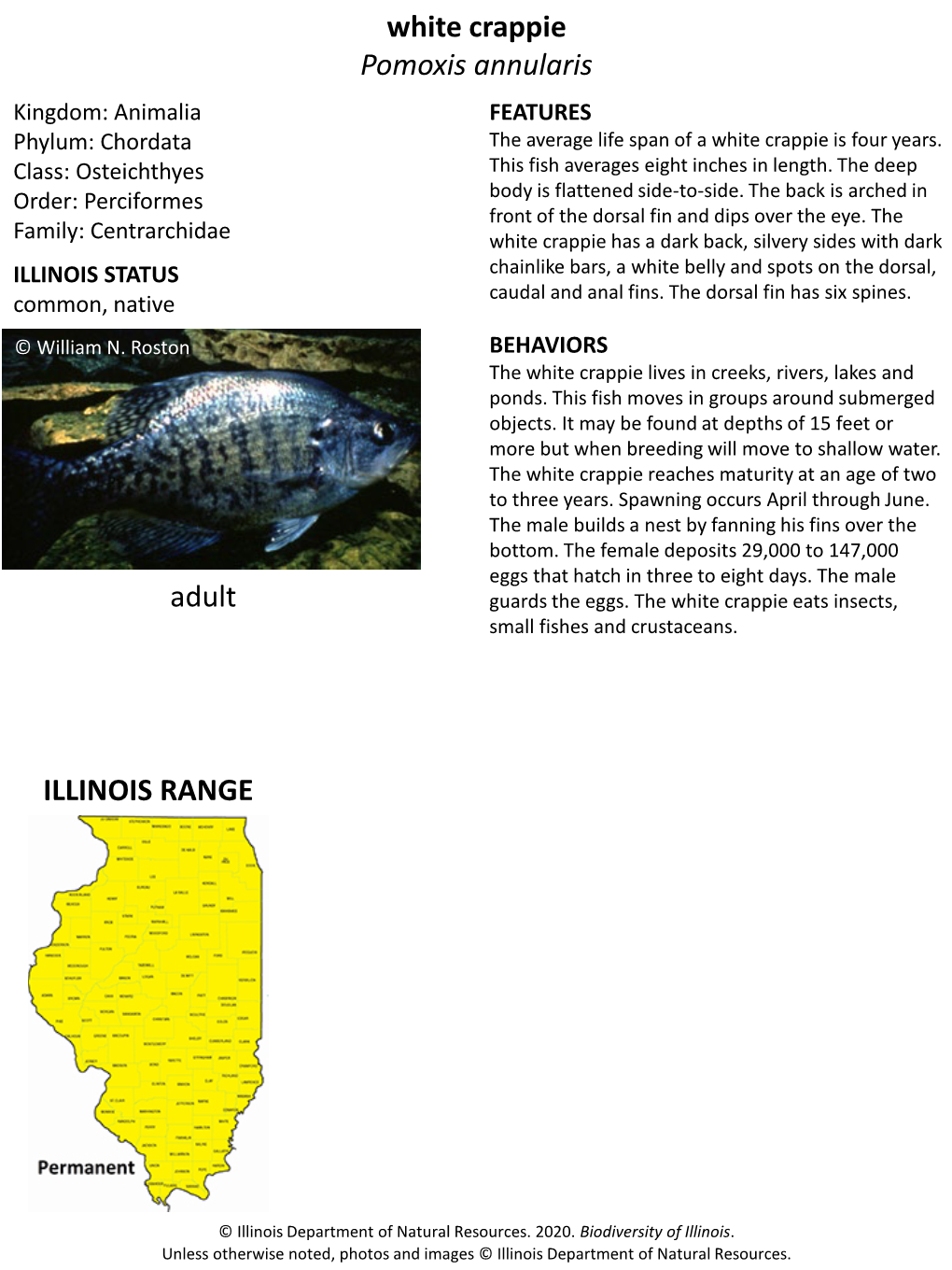 White Crappie Pomoxis Annularis ILLINOIS RANGE Adult