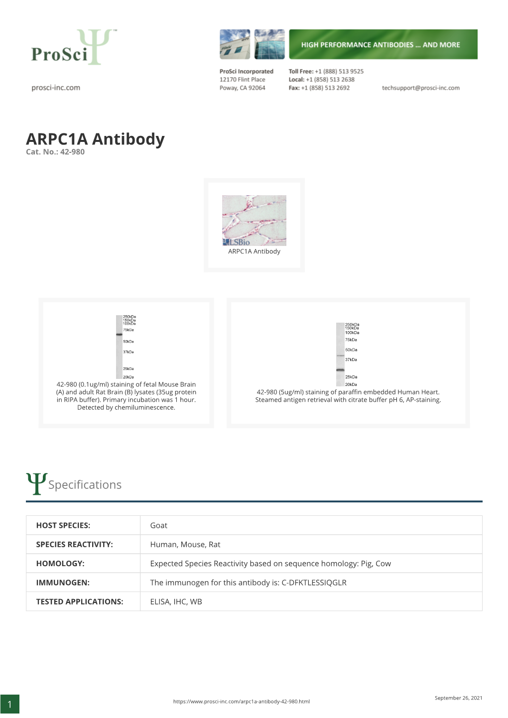 ARPC1A Antibody Cat