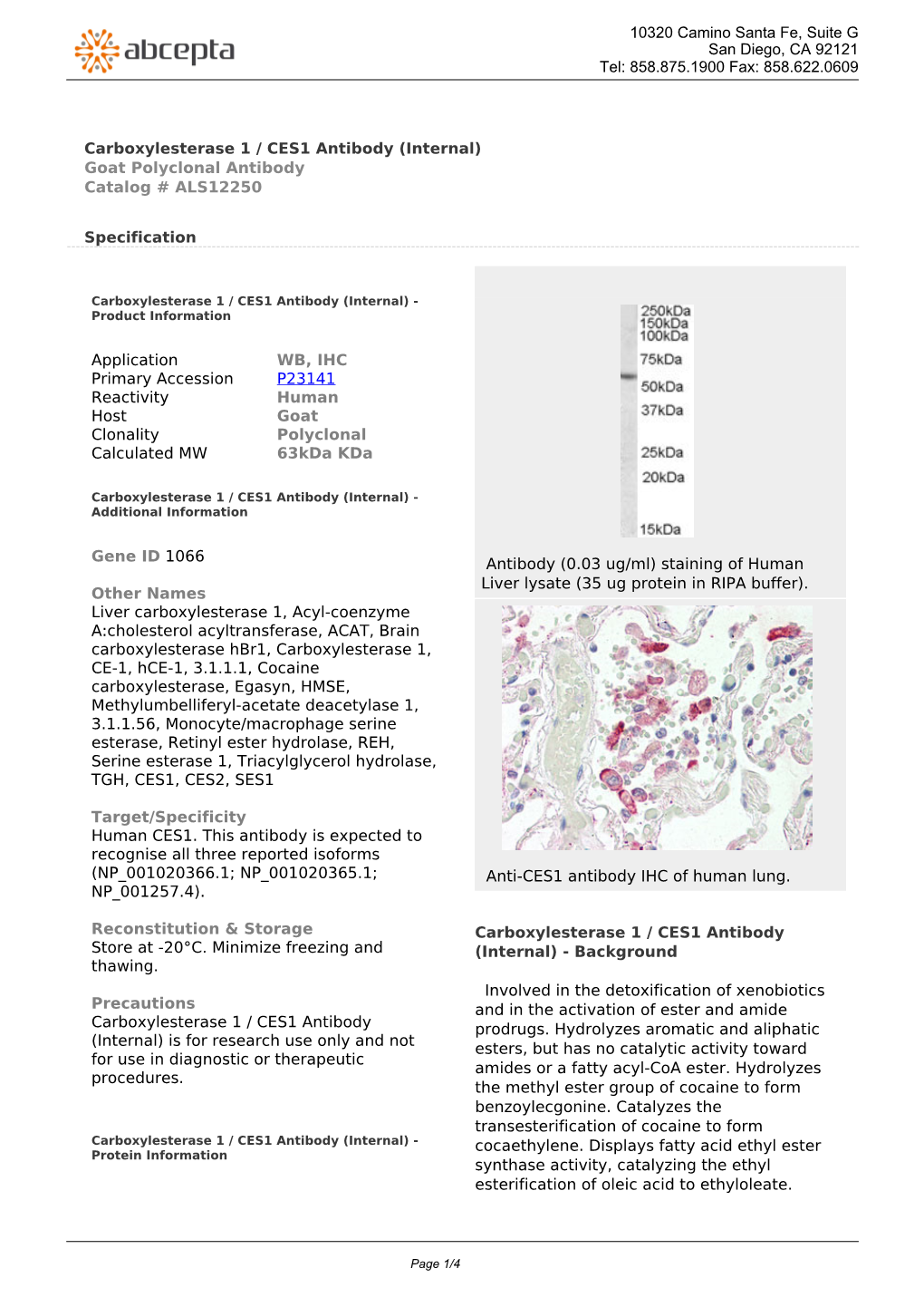 Carboxylesterase 1 / CES1 Antibody (Internal) Goat Polyclonal Antibody Catalog # ALS12250