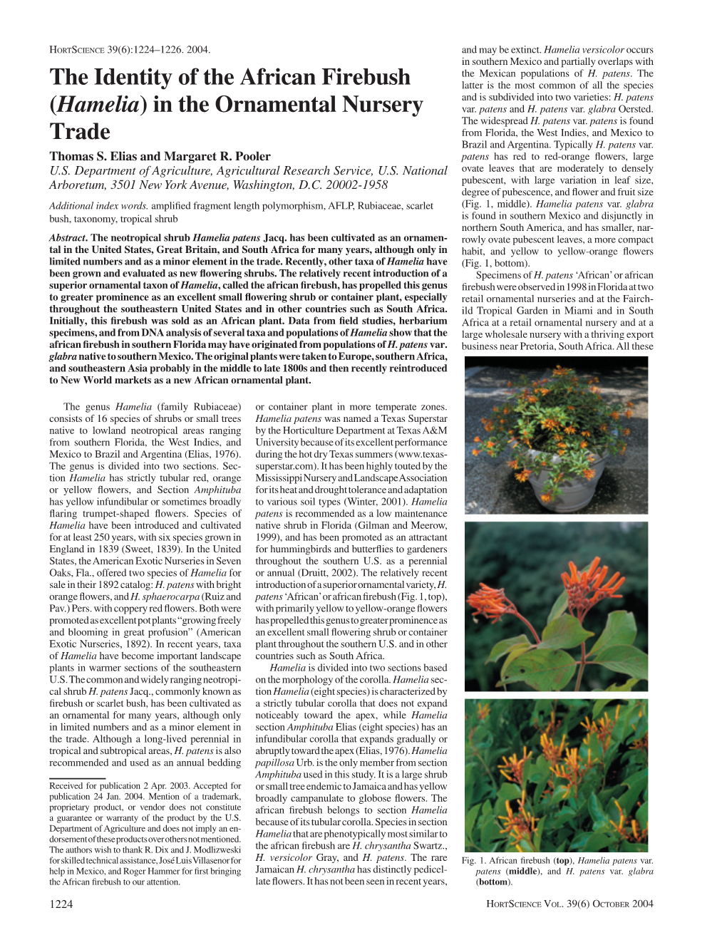 The Identity of the African Firebush (Hamelia) in the Ornamental Nursery Trade