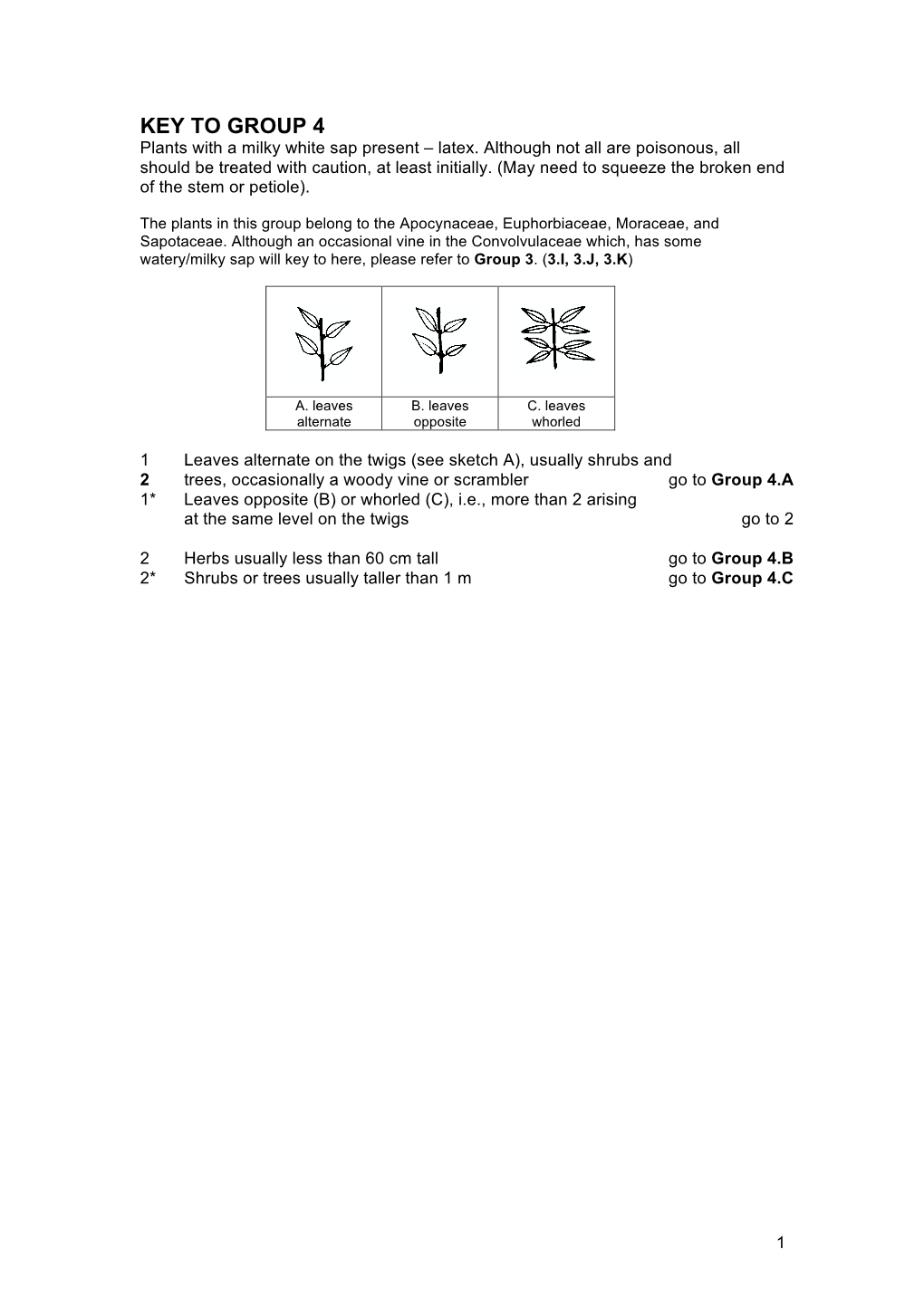 Ficus Rubiginosa 1 (X /2)
