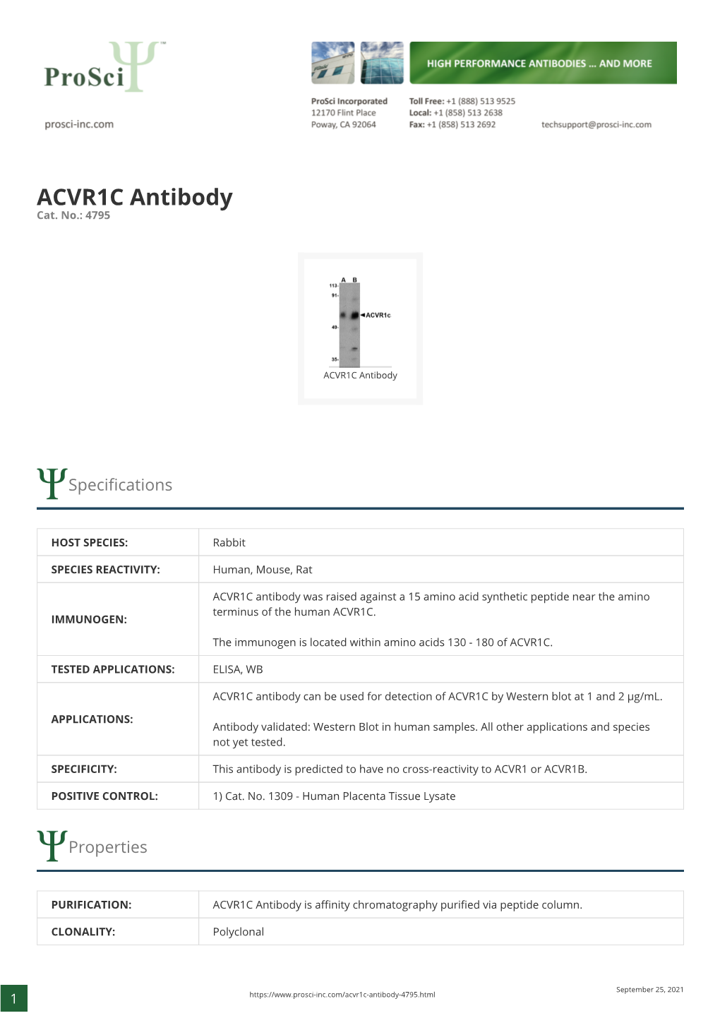 ACVR1C Antibody Cat
