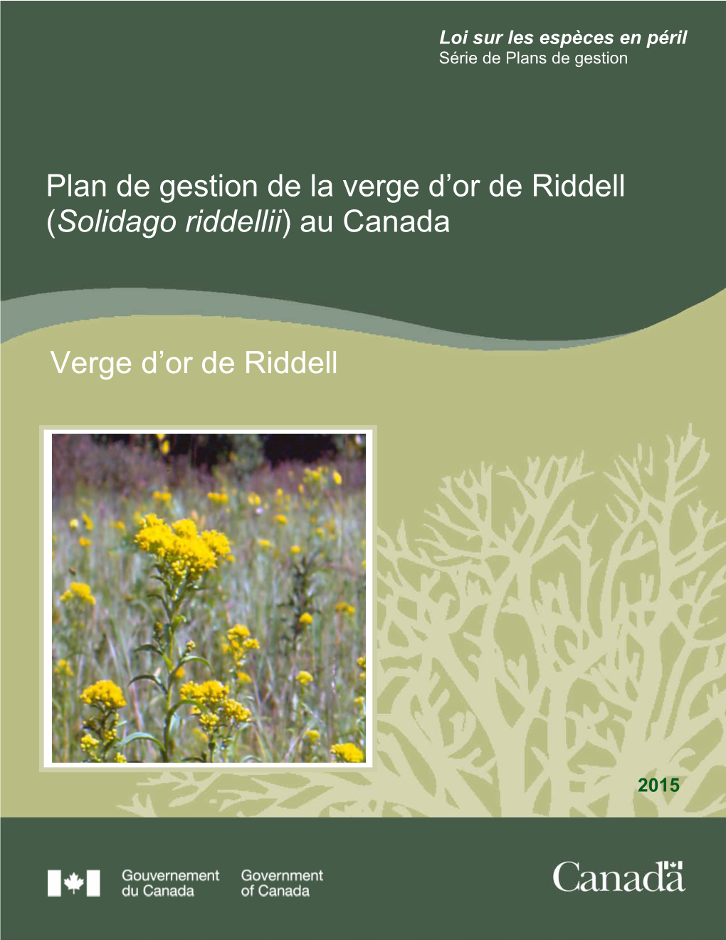 Verge D'or De Riddell (Solidago Riddellii)