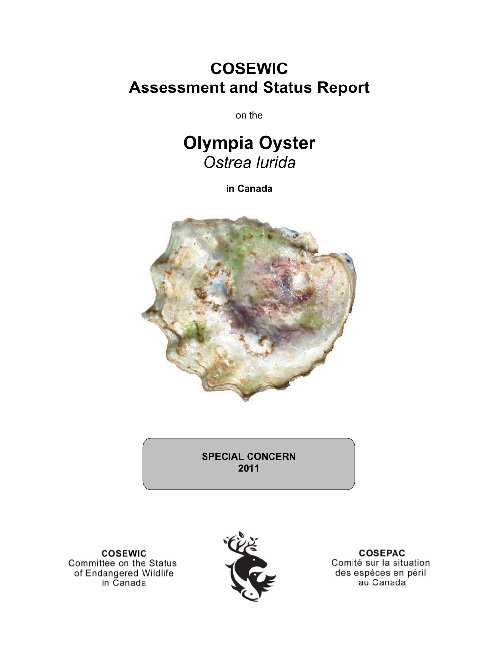 Olympia Oyster (Ostrea Lurida)