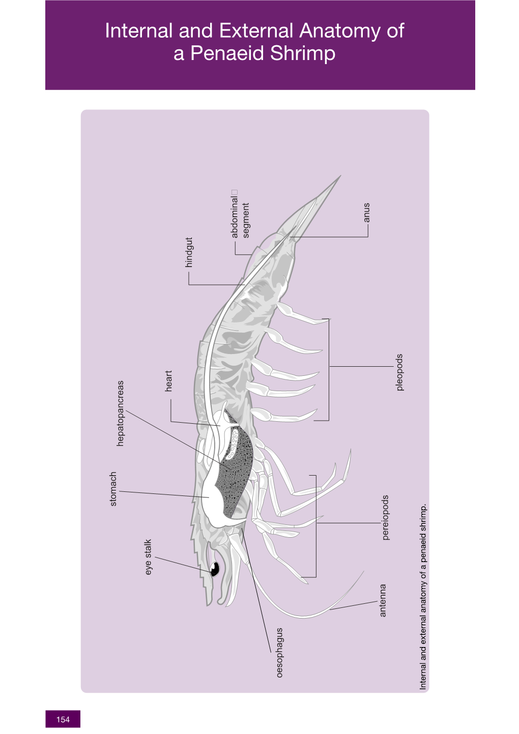 Internal and External Anatomy of a Penaeid Shrimp Anus Abdominal Segment Hindgut Pleopods Heart Hepatopancreas Stomach Pereiopods Eye Stalk Eye Antenna Oesophagus