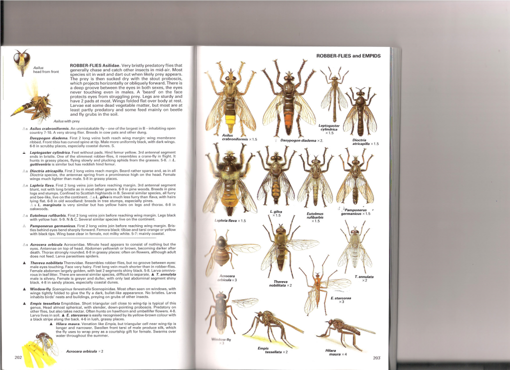 ROBBER-FLIES and EMPIDS ROBBER-FLIES Asilidae. Very