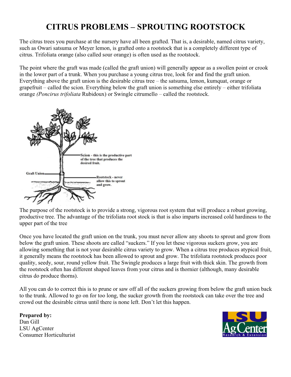 Citrus Problems – Sprouting Rootstock