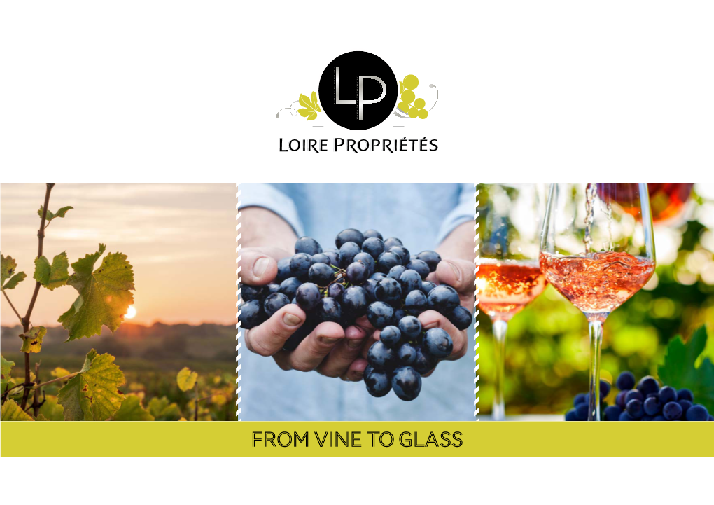 From Vine to Glass