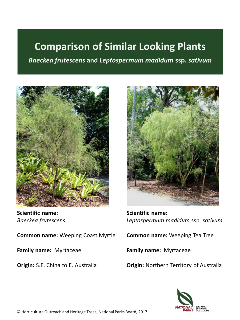 Comparison of Similar Looking Plants Baeckea Frutescens and Leptospermum Madidum Ssp