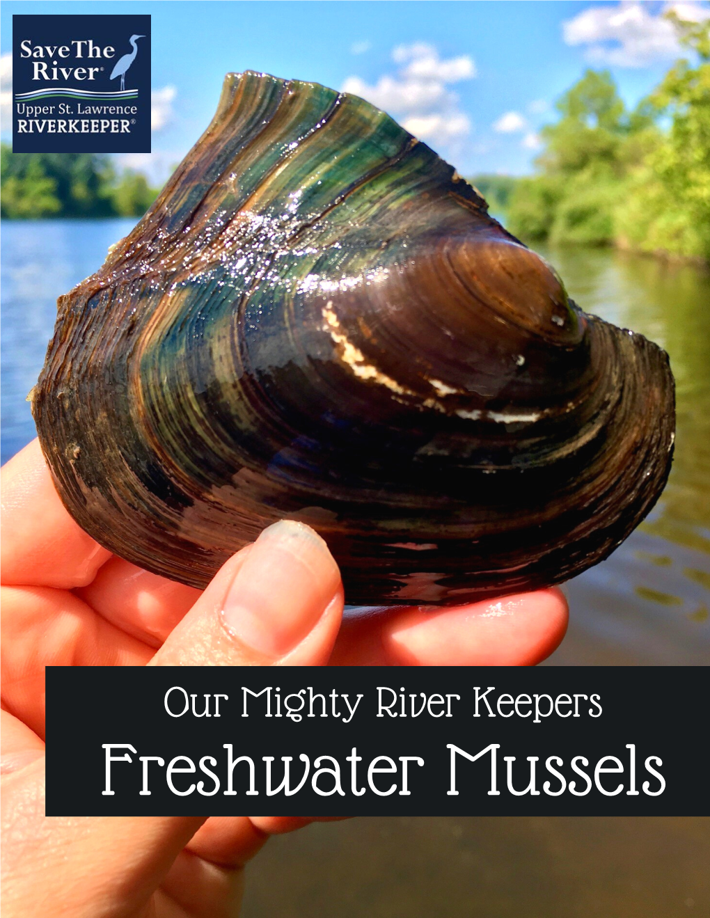 Freshwater Mussels "Do You Mean Muscles?" Actually, We're Talking About Little Animals That Live in the St