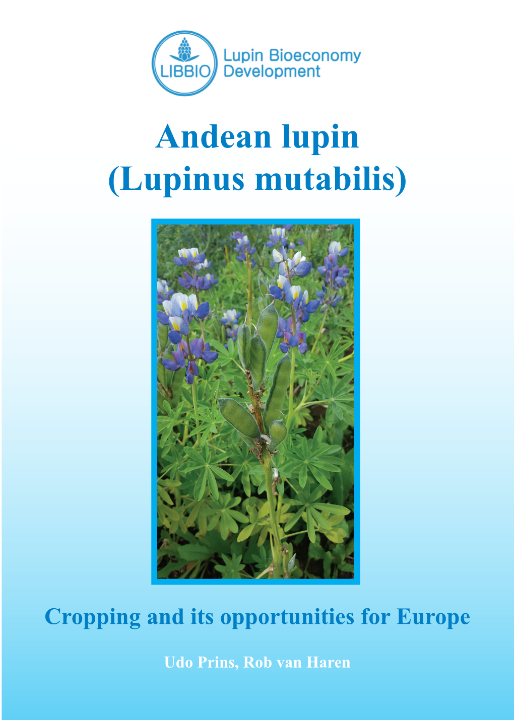 Andean Lupin (Lupinus Mutabilis)