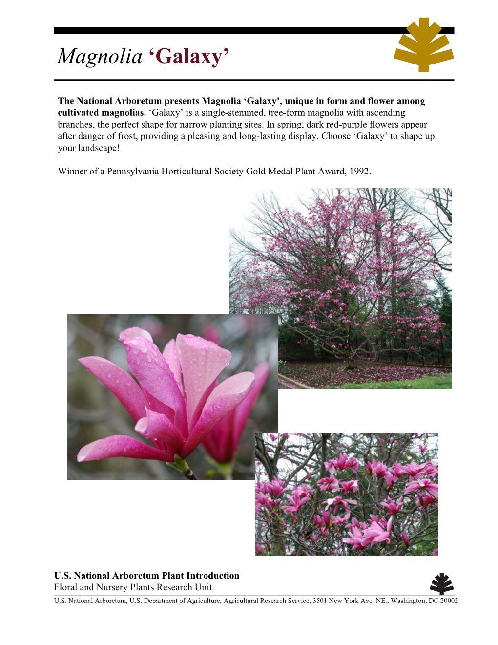 Magnolia 'Galaxy'