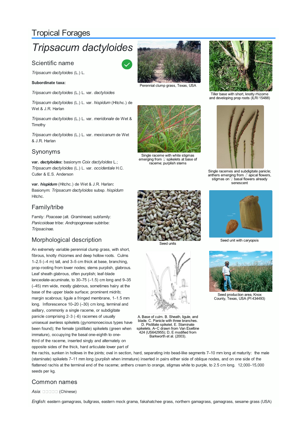 Tripsacum Dactyloides Scientific Name  Tripsacum Dactyloides (L.) L