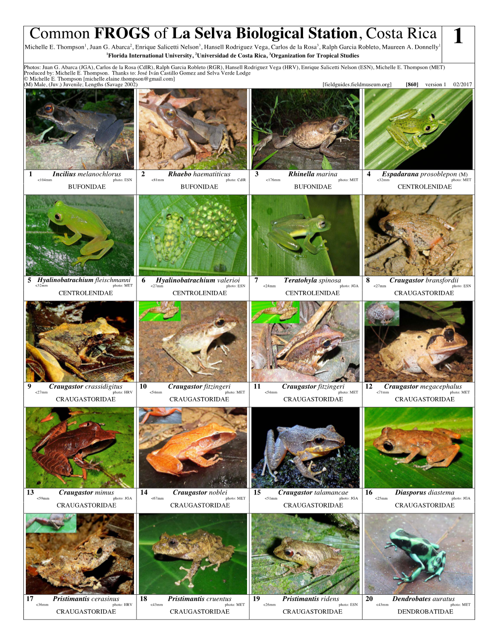 Common FROGS of La Selva Biological Station, Costa Rica