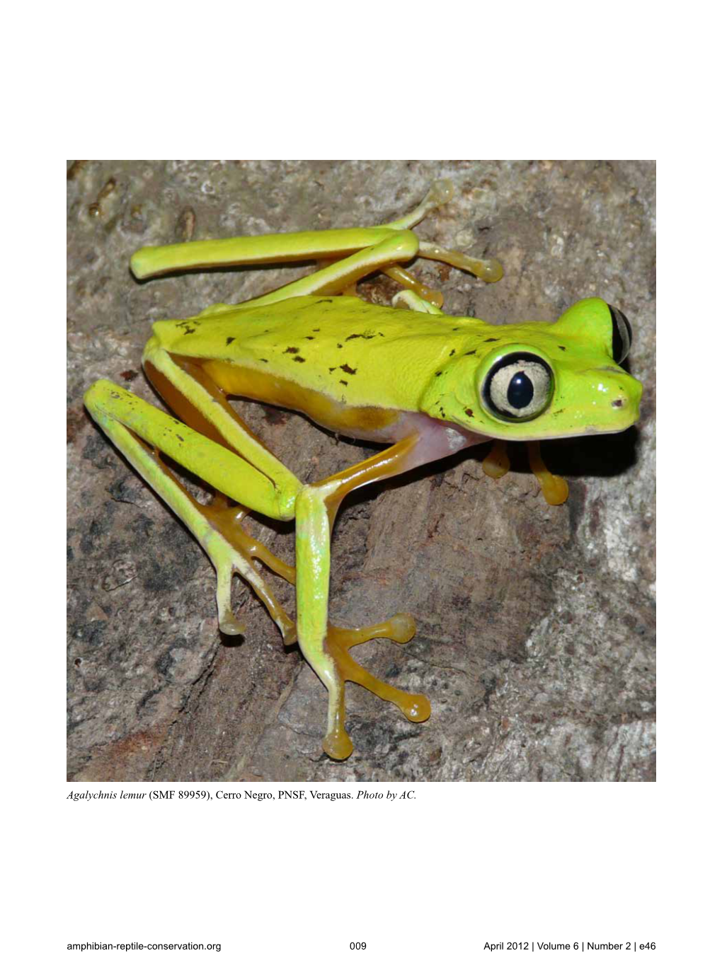 Agalychnis Lemur (SMF 89959), Cerro Negro, PNSF, Veraguas. Photo by AC