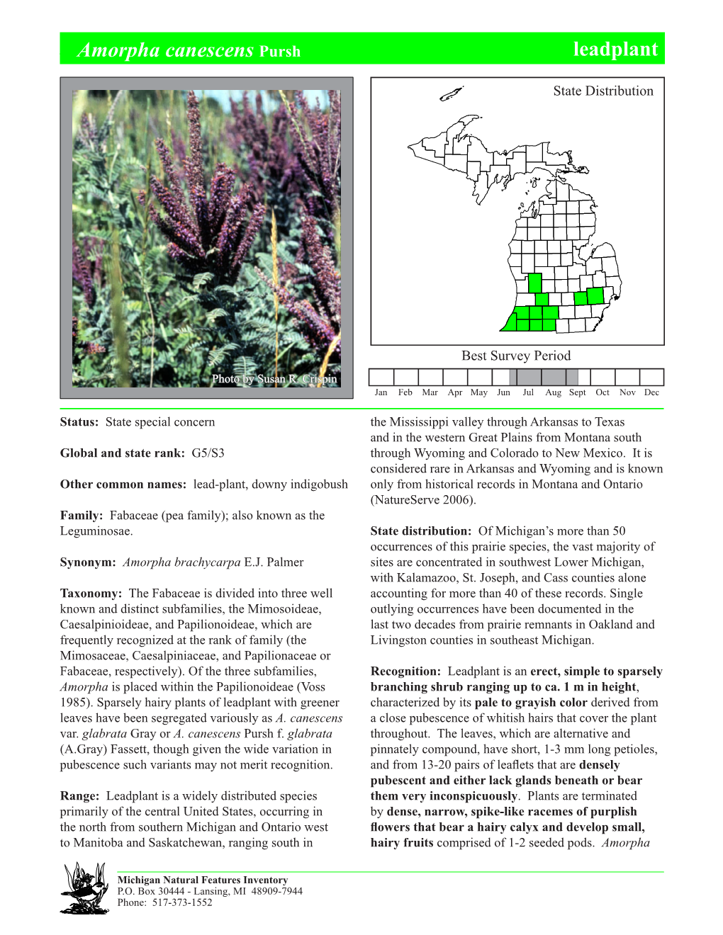 Amorpha Canescens Pursh Leadplant