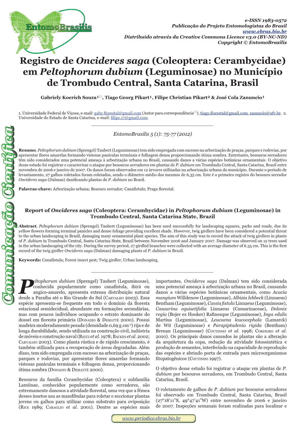 Registro De Oncideres Saga (Coleoptera: Cerambycidae) Em Peltophorum Dubium (Leguminosae) No Município De Trombudo Central, Santa Catarina, Brasil